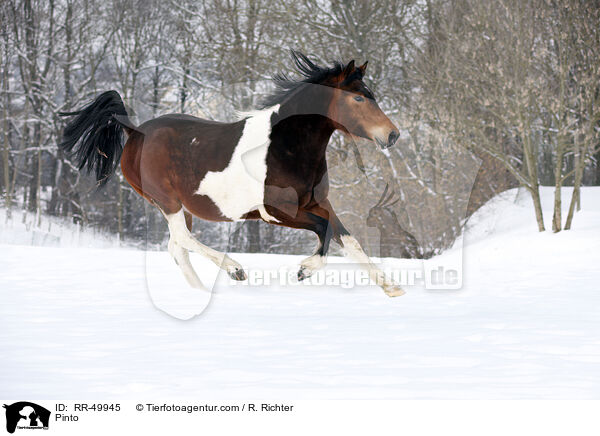 Deutsches Reitpony / Pinto / RR-49945