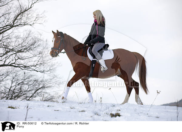 Deutsches Reitpony / Pony / RR-50612