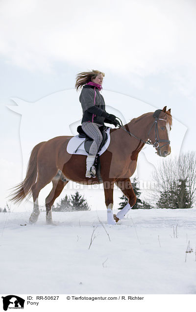 Deutsches Reitpony / Pony / RR-50627