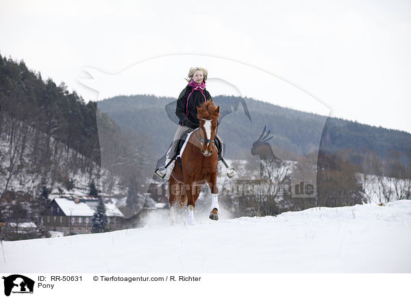 Deutsches Reitpony / Pony / RR-50631