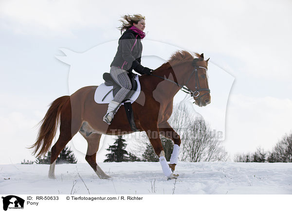 Deutsches Reitpony / Pony / RR-50633