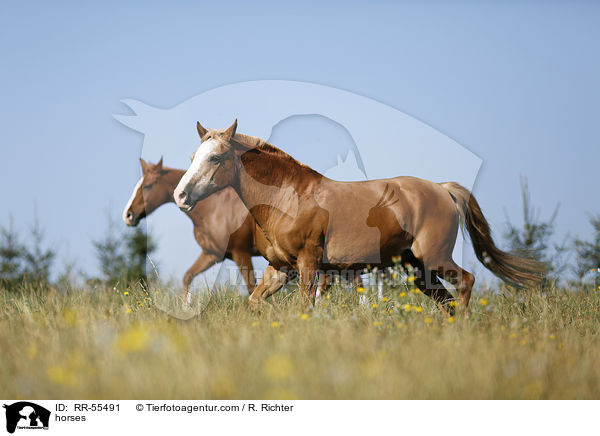 horses / RR-55491