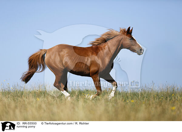 running pony / RR-55500