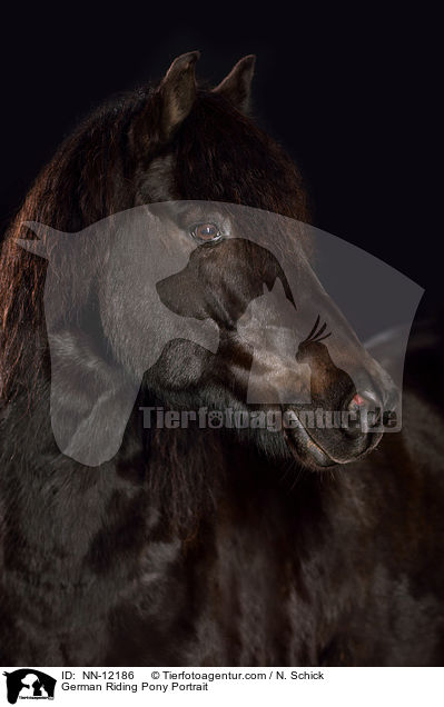 Deutsches Reitpony Portrait / German Riding Pony Portrait / NN-12186