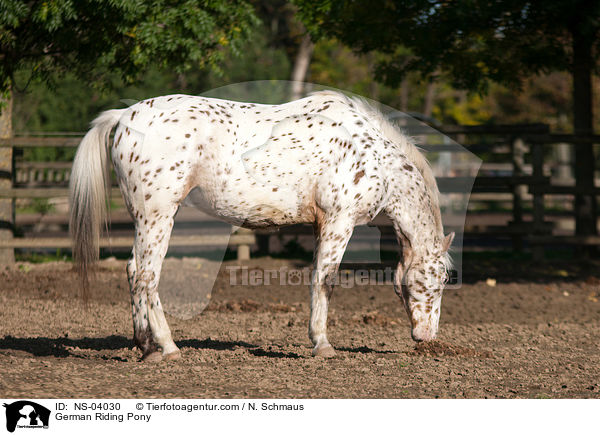 Deutsches Reitpony / German Riding Pony / NS-04030