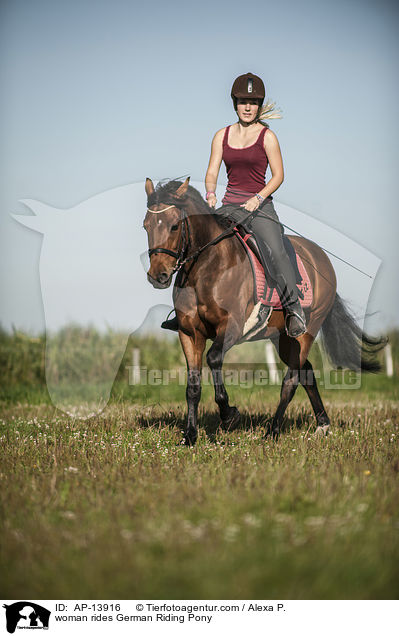 Frau reitet Deutsches Reitpony / woman rides German Riding Pony / AP-13916