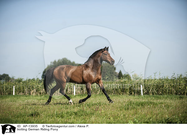 trotting German Riding Pony / AP-13935