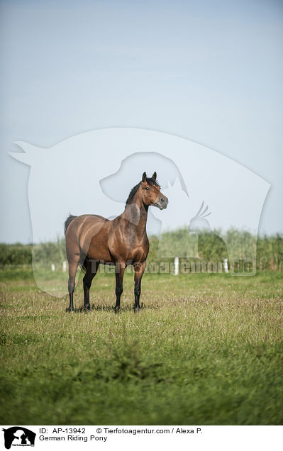 Deutsches Reitpony / German Riding Pony / AP-13942