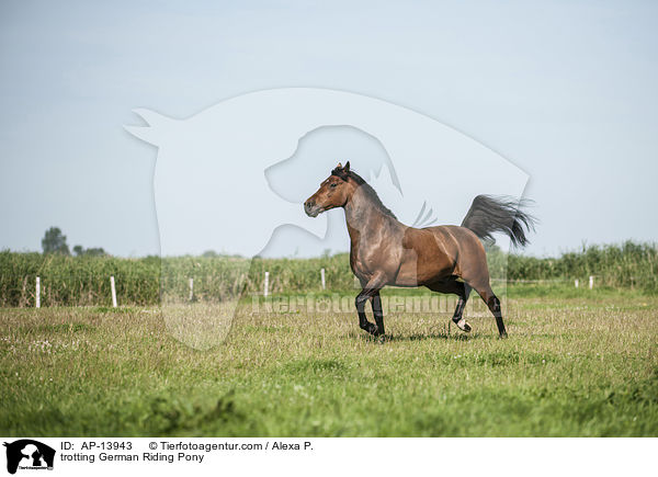 trabendes Deutsches Reitpony / trotting German Riding Pony / AP-13943