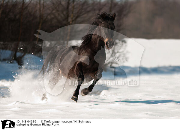 galloping German Riding Pony / NS-04339