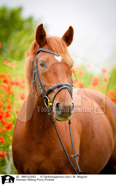 Deutsches Reitpony Portrait / German Riding Pony Portrait / MW-03093