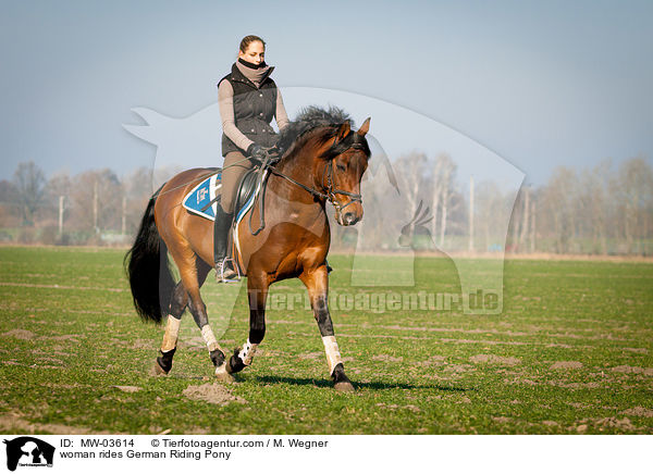 Frau reitet Deutsches Reitpony / woman rides German Riding Pony / MW-03614