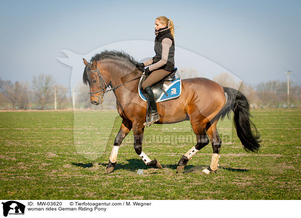 Frau reitet Deutsches Reitpony / woman rides German Riding Pony / MW-03620