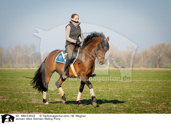 Frau reitet Deutsches Reitpony / woman rides German Riding Pony / MW-03622