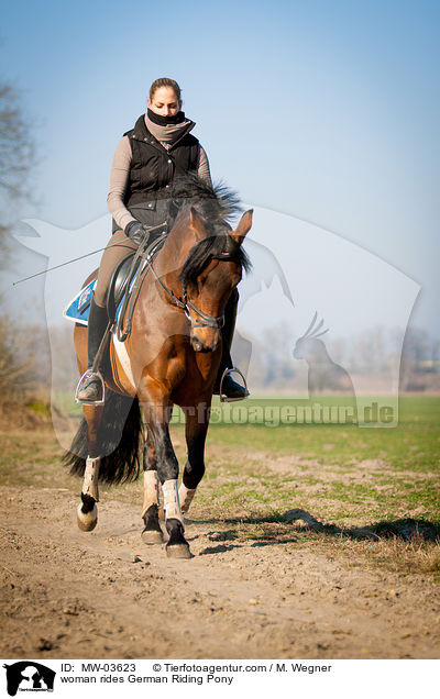 Frau reitet Deutsches Reitpony / woman rides German Riding Pony / MW-03623