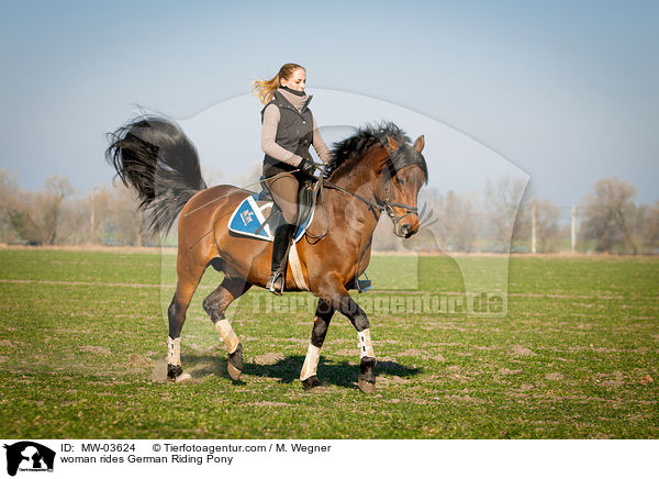 Frau reitet Deutsches Reitpony / woman rides German Riding Pony / MW-03624
