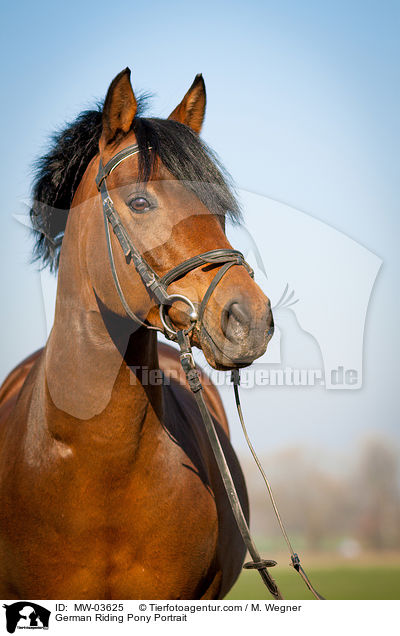 Deutsches Reitpony Portrait / German Riding Pony Portrait / MW-03625