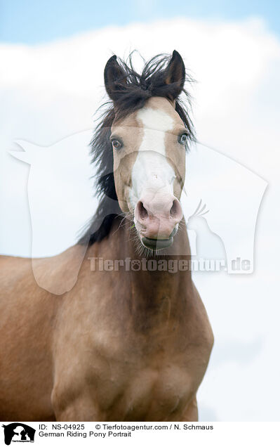 Deutsches Reitpony Portrait / German Riding Pony Portrait / NS-04925