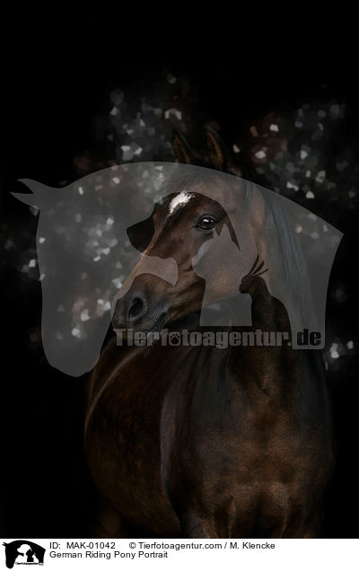Deutsches Reitpony Portrait / German Riding Pony Portrait / MAK-01042