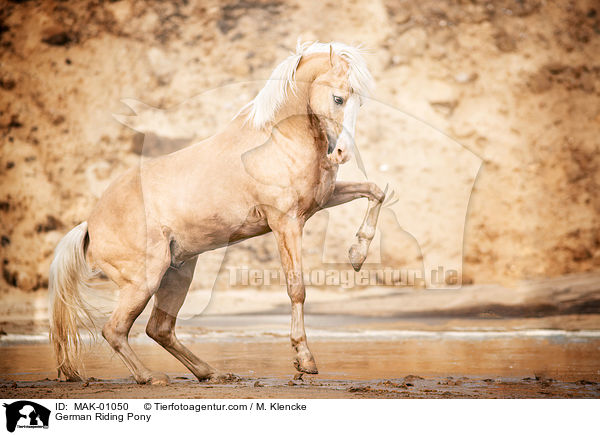 Deutsches Reitpony / German Riding Pony / MAK-01050
