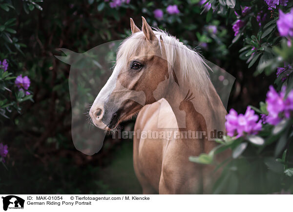 Deutsches Reitpony Portrait / German Riding Pony Portrait / MAK-01054