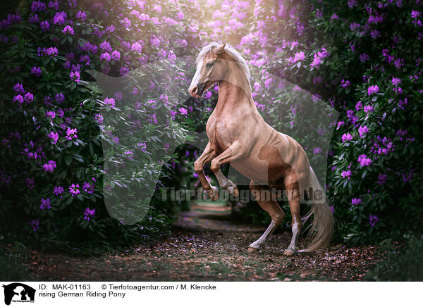 rising German Riding Pony / MAK-01163