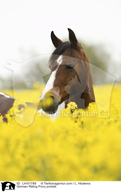 German Riding Pony portrait / LH-01788
