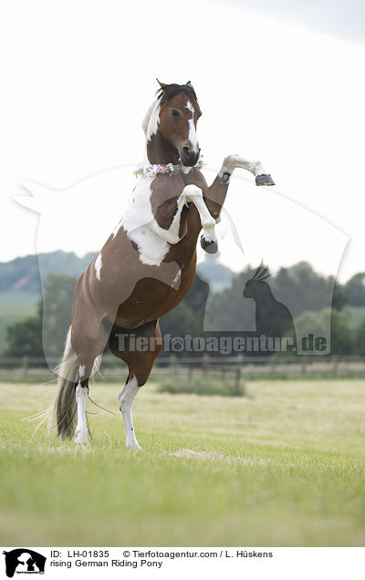 steigendes Deutsches  Reitpony / rising German Riding Pony / LH-01835
