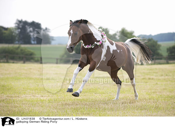 galoppierendes Deutsches  Reitpony / galloping German Riding Pony / LH-01838