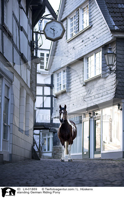 stehendes Deutsches  Reitpony / standing German Riding Pony / LH-01869