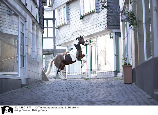 steigendes Deutsches  Reitpony / rising German Riding Pony / LH-01875