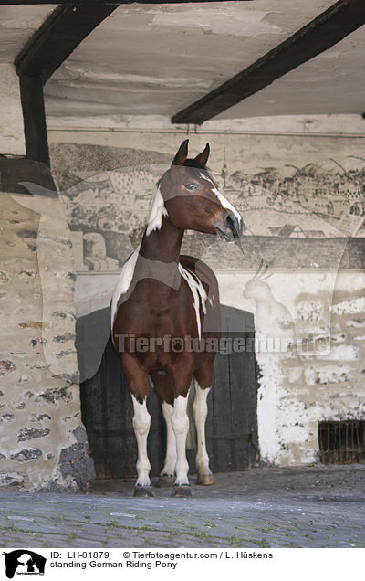 stehendes Deutsches  Reitpony / standing German Riding Pony / LH-01879