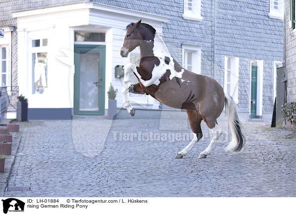 steigendes Deutsches  Reitpony / rising German Riding Pony / LH-01884