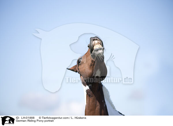 German Riding Pony portrait / LH-01888