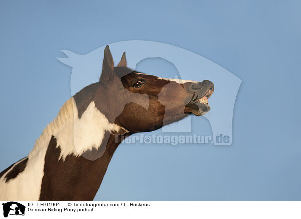 Deutsches  Reitpony Portrait / German Riding Pony portrait / LH-01904