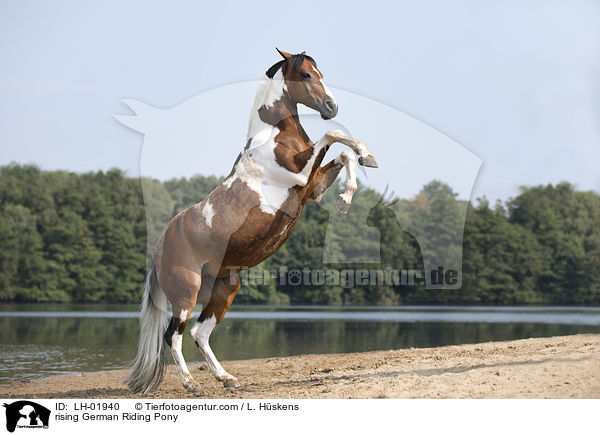steigendes Deutsches  Reitpony / rising German Riding Pony / LH-01940