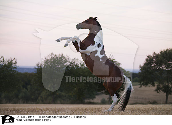 steigendes Deutsches  Reitpony / rising German Riding Pony / LH-01945