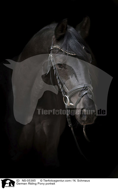 Deutsches Reitpony Portait / German Riding Pony portrait / NS-05385
