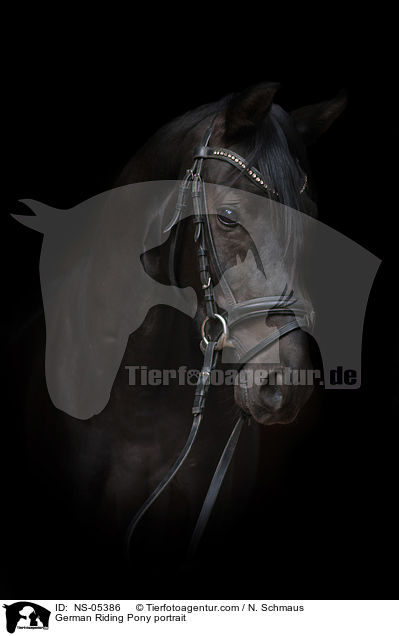 German Riding Pony portrait / NS-05386