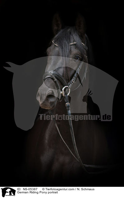 Deutsches Reitpony Portait / German Riding Pony portrait / NS-05387