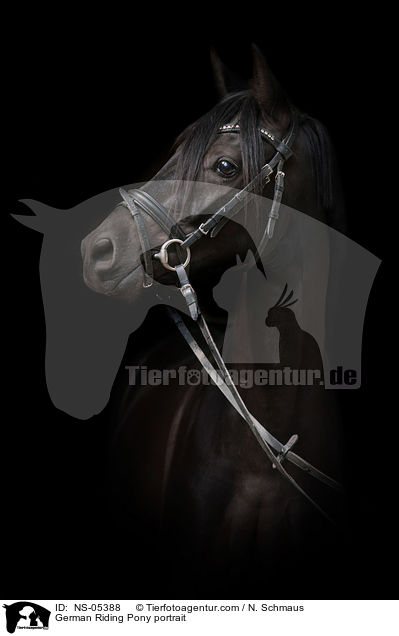 German Riding Pony portrait / NS-05388