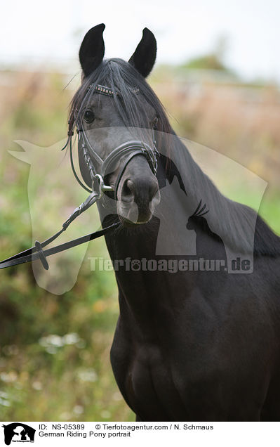 Deutsches Reitpony Portait / German Riding Pony portrait / NS-05389