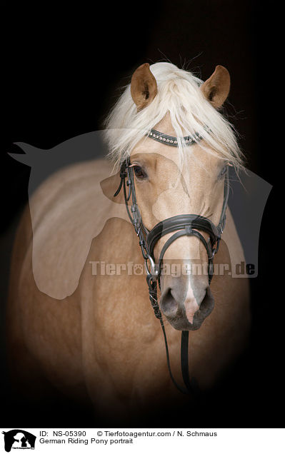 Deutsches Reitpony Portait / German Riding Pony portrait / NS-05390