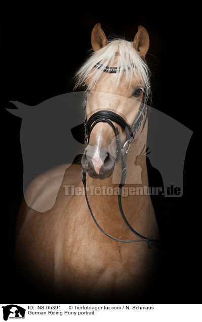 German Riding Pony portrait / NS-05391