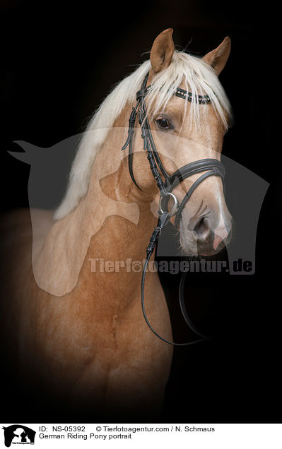 German Riding Pony portrait / NS-05392