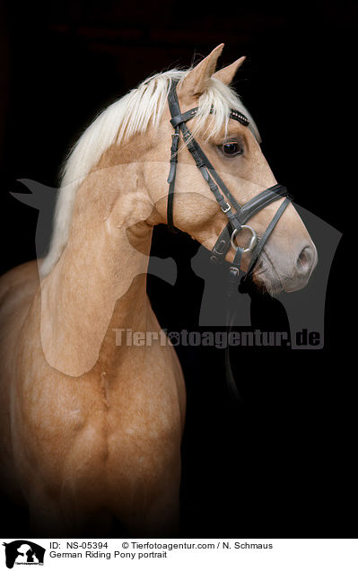 German Riding Pony portrait / NS-05394