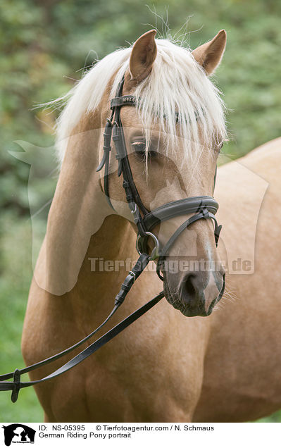 German Riding Pony portrait / NS-05395