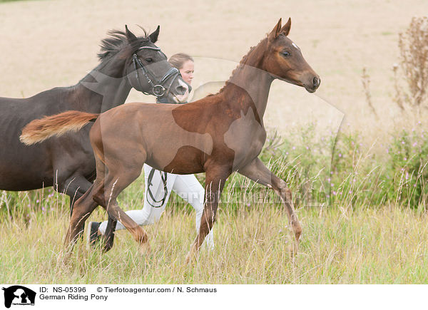 Deutsches Reitponys / German Riding Pony / NS-05396