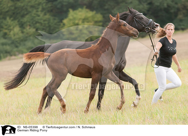 Deutsches Reitponys / German Riding Pony / NS-05398