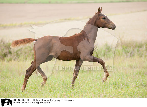 trotting German Riding Pony foal / NS-05400